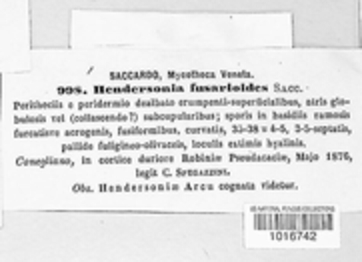 Hendersonia fusarioides image